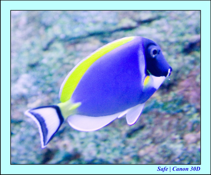 2006 - 07 - Kuala lumpur -  Aquarium 34